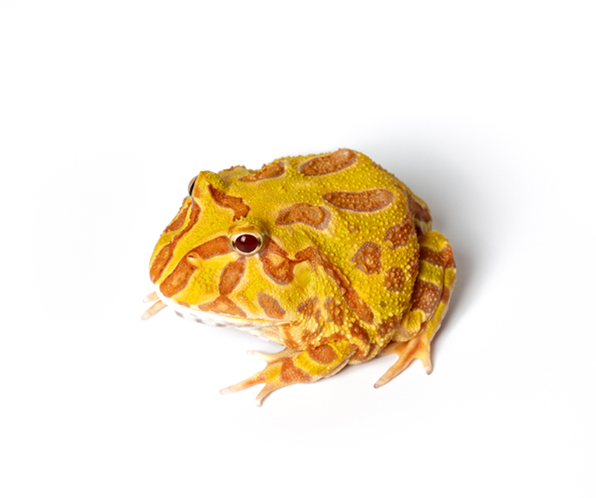 Albino Pacman Frog